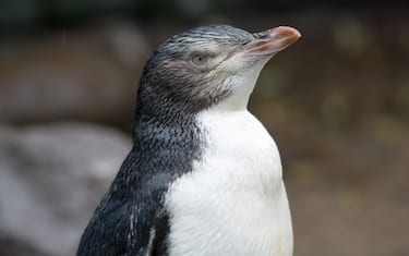 Pinguini