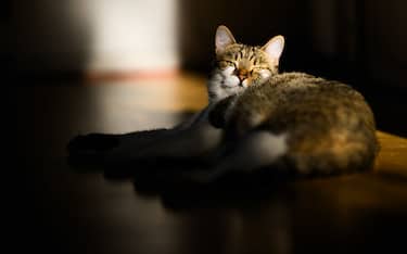 Un gatto in casa, al riparo dalle temperature elevate