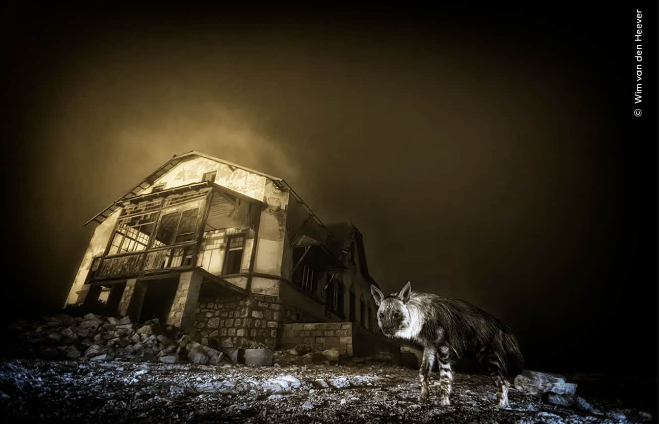 Ghost Town Visitor - Wim van den Heever