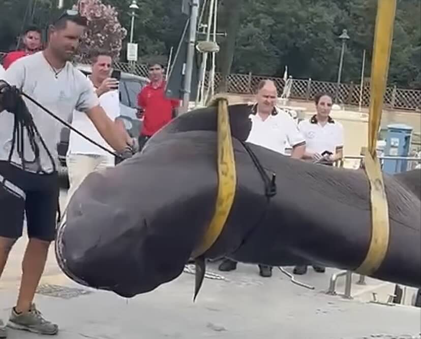 Follonica Trovato Spiaggiato Uno Squalo Capopiatto Di 4 Metri Sky TG24 Follonica Trovato Spiaggiato Uno Squalo Capopiatto Di 4 Metri Sky TG24
