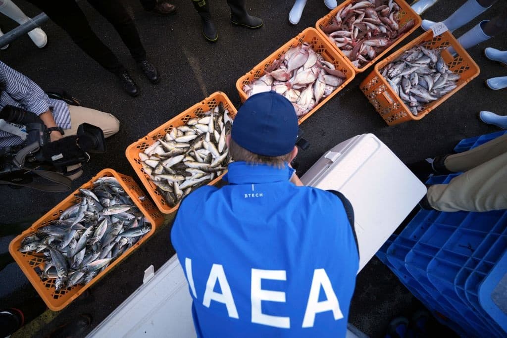 TOPSHOT - An inspector from the International Atomic Energy Agency (IAEA) observes baskets of fish to be taken as samples at Hisanohama Port in Iwaki, Japan's Fukushima Prefecture, on October 19, 2023. UN inspectors took samples from a fish market near the Fukushima nuclear power plant on October 19 following the release of wastewater from the wrecked facility in August. (Photo by Eugene Hoshiko / POOL / AFP) (Photo by EUGENE HOSHIKO/POOL/AFP via Getty Images)