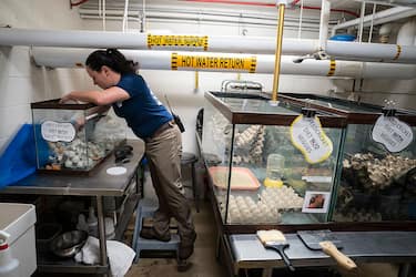 Le rane frecce allevate non sono velenose