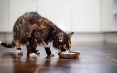 Un gatto