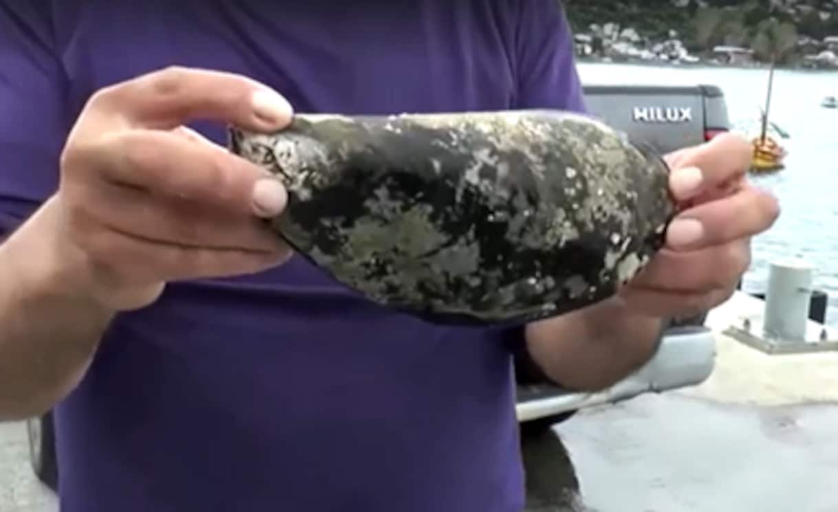 Cozza gigante ritrovata in Cile, pesa 816 grammi | Sky TG24