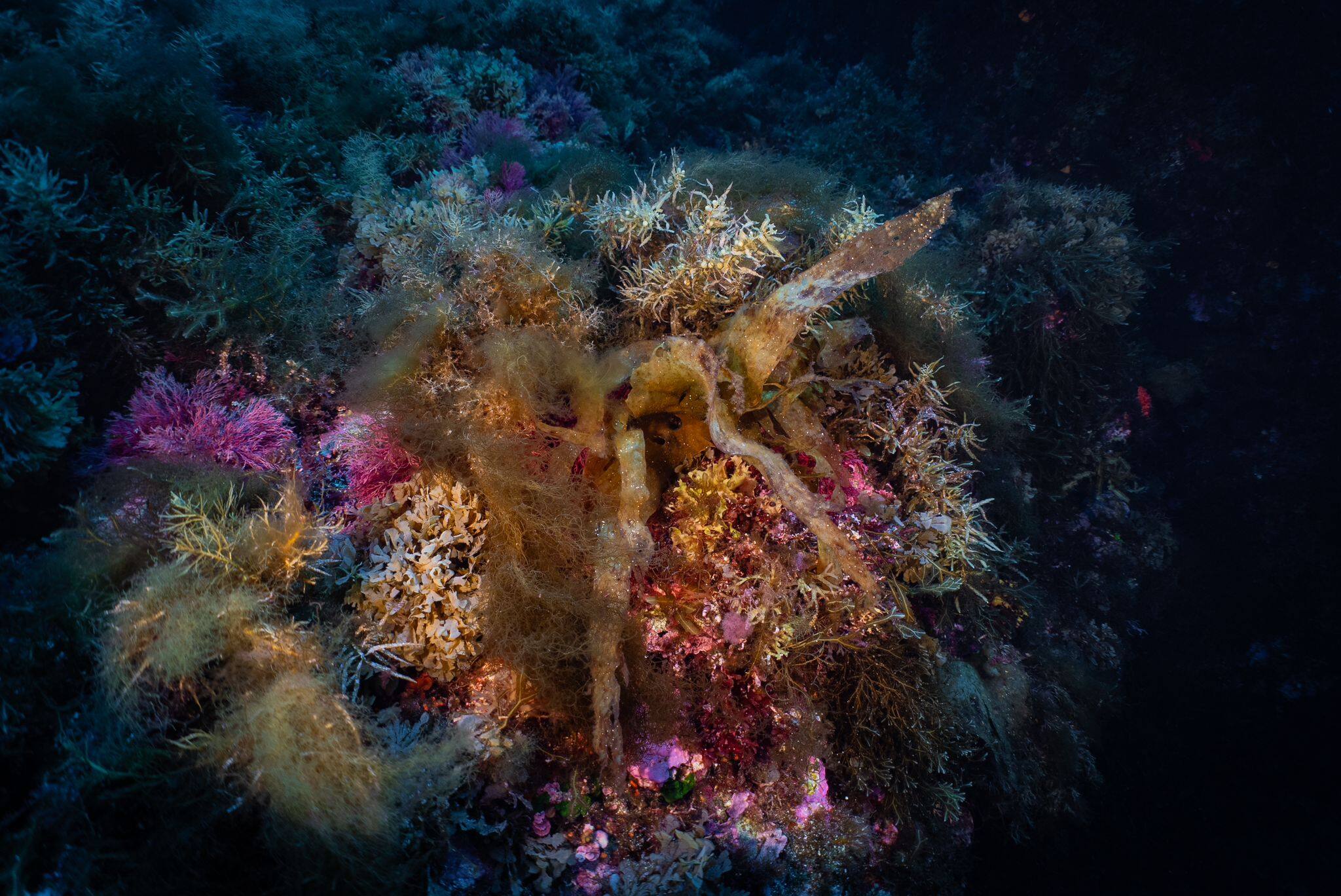 Alghe brune e rosse protette nel Mediterraneo
