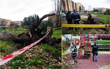 Albero caduto Roma Colli Aniene