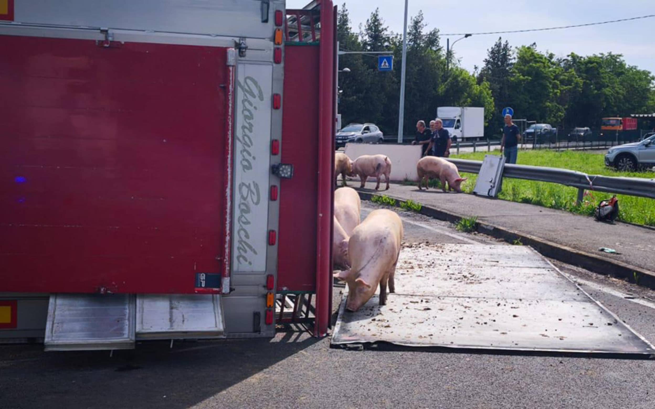 Si ribalta un camion carico di maiali nel Reggiano, animali a zonzo. L'intervento dei carabinieri, recupero e messa in sicurezza dei suini