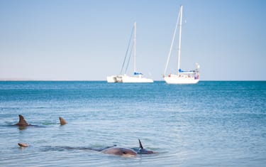Delfini a riva a Monkey Mia