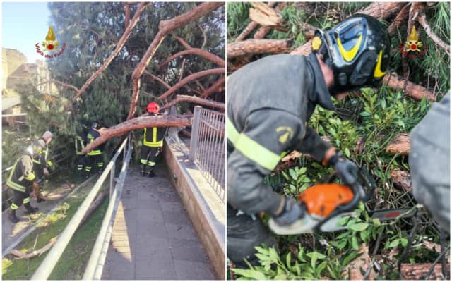 Il pino caduto ai Fori Imperiali a Roma
