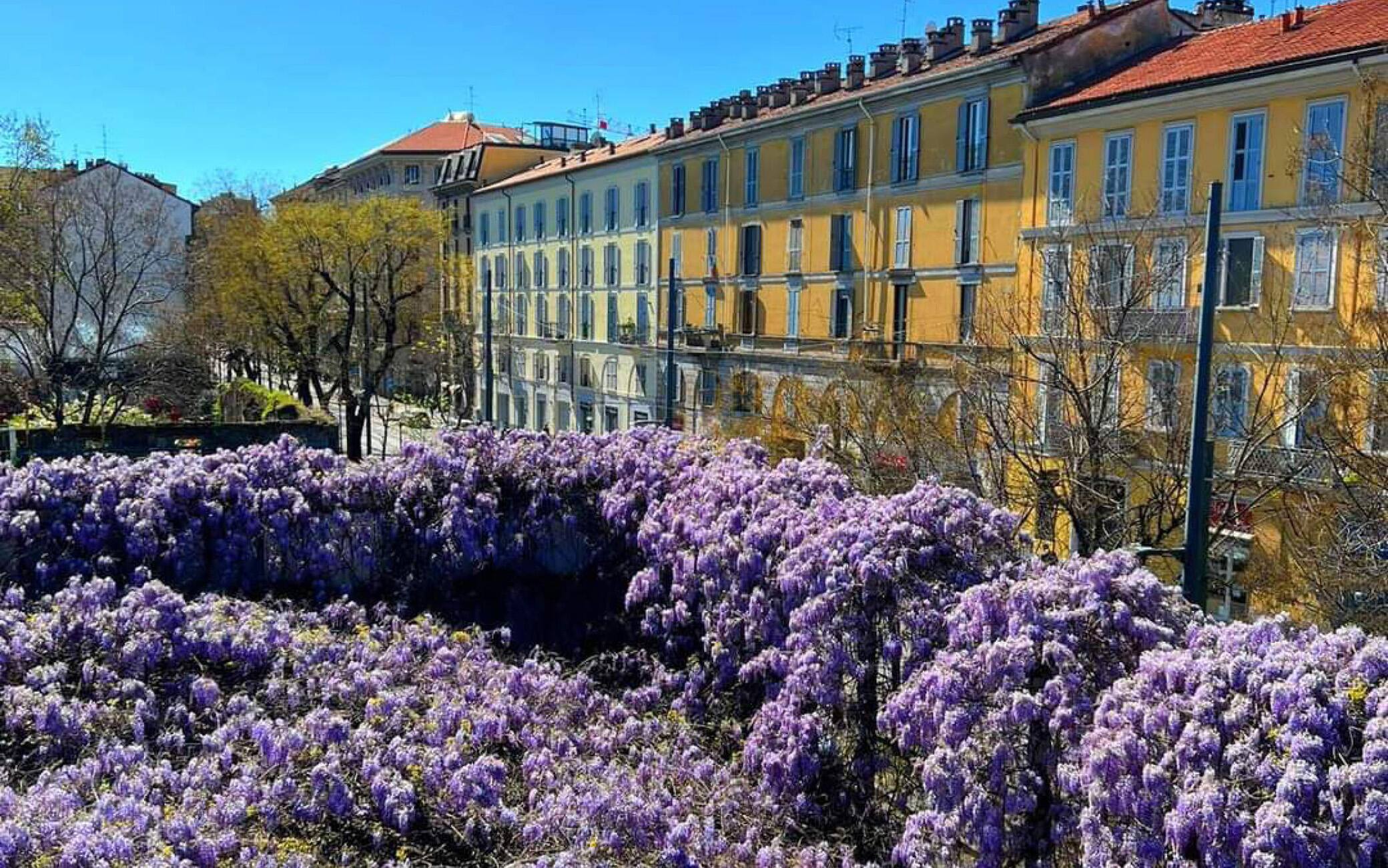 Una vista della pianta di glicine di piazza Baiamonti, Milano, 30 maggio 2023.  La pianta, per il cui salvataggio sono state raccolte oltre 50mila firme e per la quale  molti cittadini si soni mobilitati e stanno lottando da alcune settimane, è a rischio abbattimento per far spazio al nuovo Museo della Resistenza. ANSA