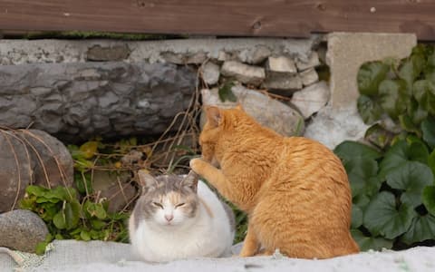 Comedy Pet Photo Awards, il contest delle foto degli animali più buffi ...