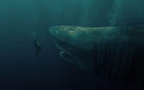 Il vero protagonista: il megalodonte: “Immagine del megalodonte gigante, lo squalo preistorico protagonista del film.”