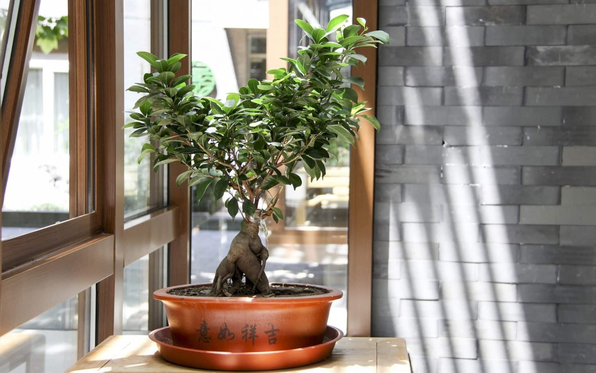 Bonsai ficus ginseng, 5 consigli per la cura