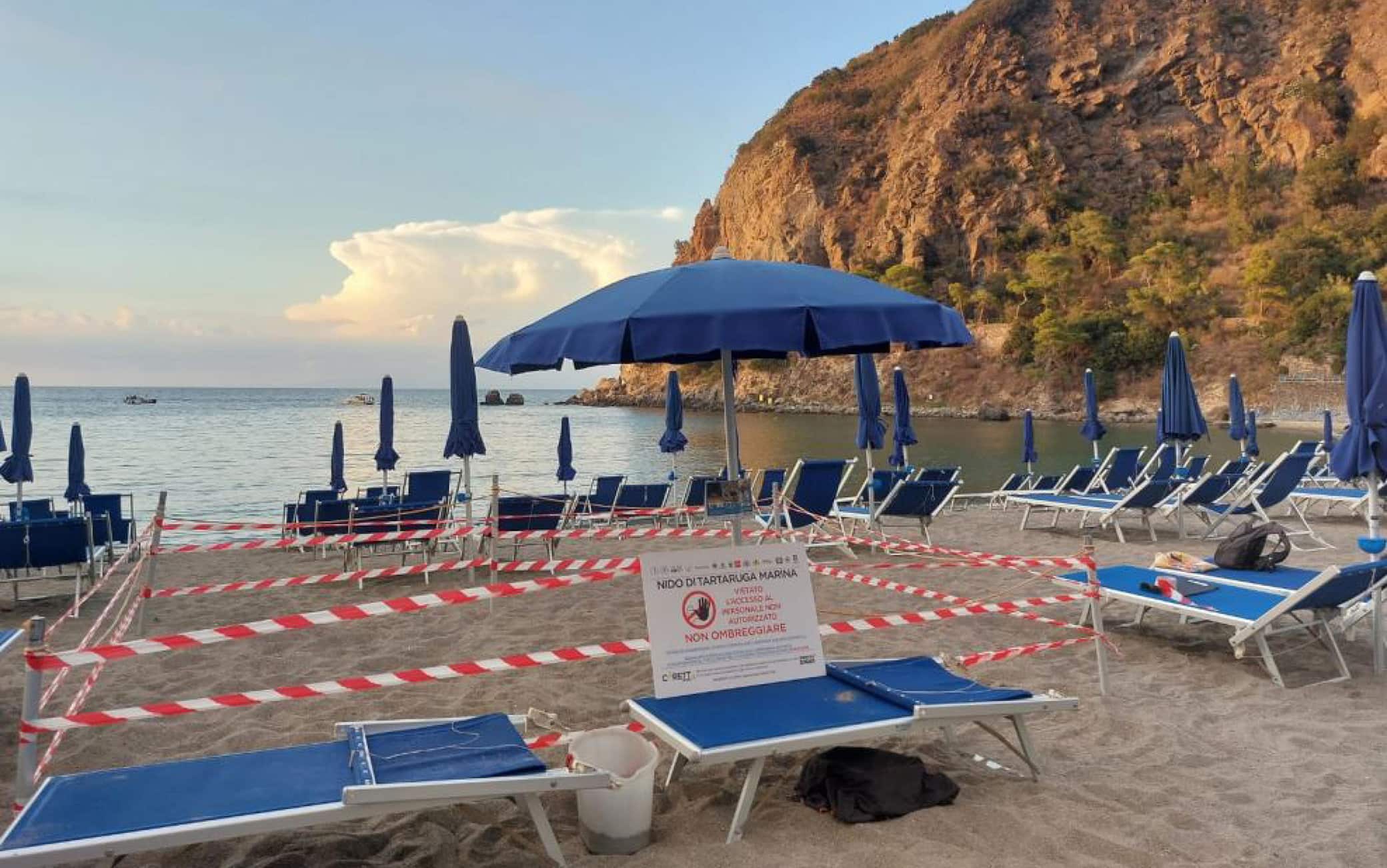 In una foto fornita da Regno di Net alcune della circa sessanta tartarughe caretta nate sulla spiaggia ischitana di San Montano, Ischia, 31 luglio 2022. Altre potrebbero nascerne ancora oggi dal nido in cui la madredovrebbe aver deposto le uova circa quaranta giorni fa.Nel pomeriggio di ieri sull'arenile della baia famosa per laspiaggia con l'acqua bassa i bagnanti si sono accorti che alcunetartarughine erano emerse dalla sabbia e cercavano la stradaverso il mare. ANSA  +++ HO NO SALES - DITORIAL USE ONLY +++ o +++ ANSA PROVIDES ACCESS TO THIS HANDOUT PHOTO TO BE USED SOLELY TO ILLUSTRATE NEWS REPORTING OR COMMENTARY ON THE FACTS OR EVENTS DEPICTED IN THIS IMAGE; NO ARCHIVING; NO LICENSING +++
