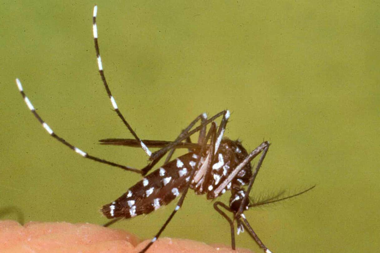 Dengue, il ministero della Salute innalza l