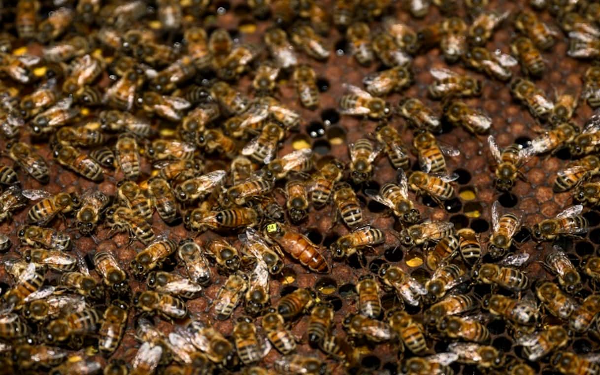 Punto da sciame di api a Francavilla Fontana, 68enne muore nel ...