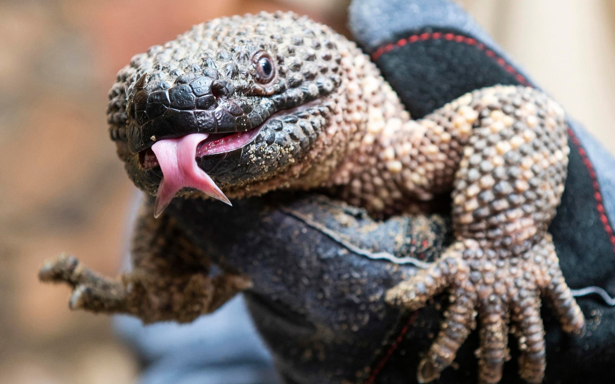 epa08494309 A Mexican beaded lizard (Heloderma horridum) is held by a keeper in Nyiregyhaza Animal Park in Nyiregyhaza, Hungary, 18 June 2020. The 70cm long venomous raptile weighing 1.5kg has been sent by the Basel zoo.  EPA/ATTILA BALAZS HUNGARY OUT