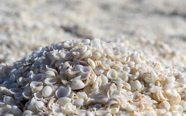 Shell beach
