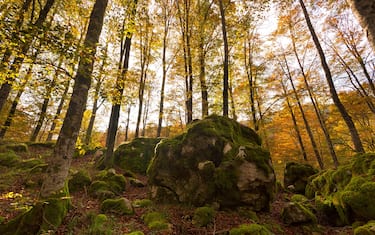 Foresta del Cansiglio