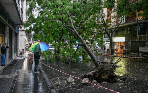 L'albero caduto in via Guantai Nuovi, a Napoli, a causa dell'ondata di maltempo, 9  ottobre 2026 ANSA/ CIRO FUSCO