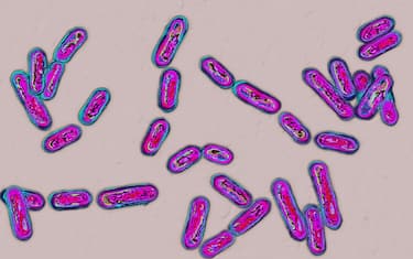 H78XNF CLOSTRIDIUM DIFFICILE