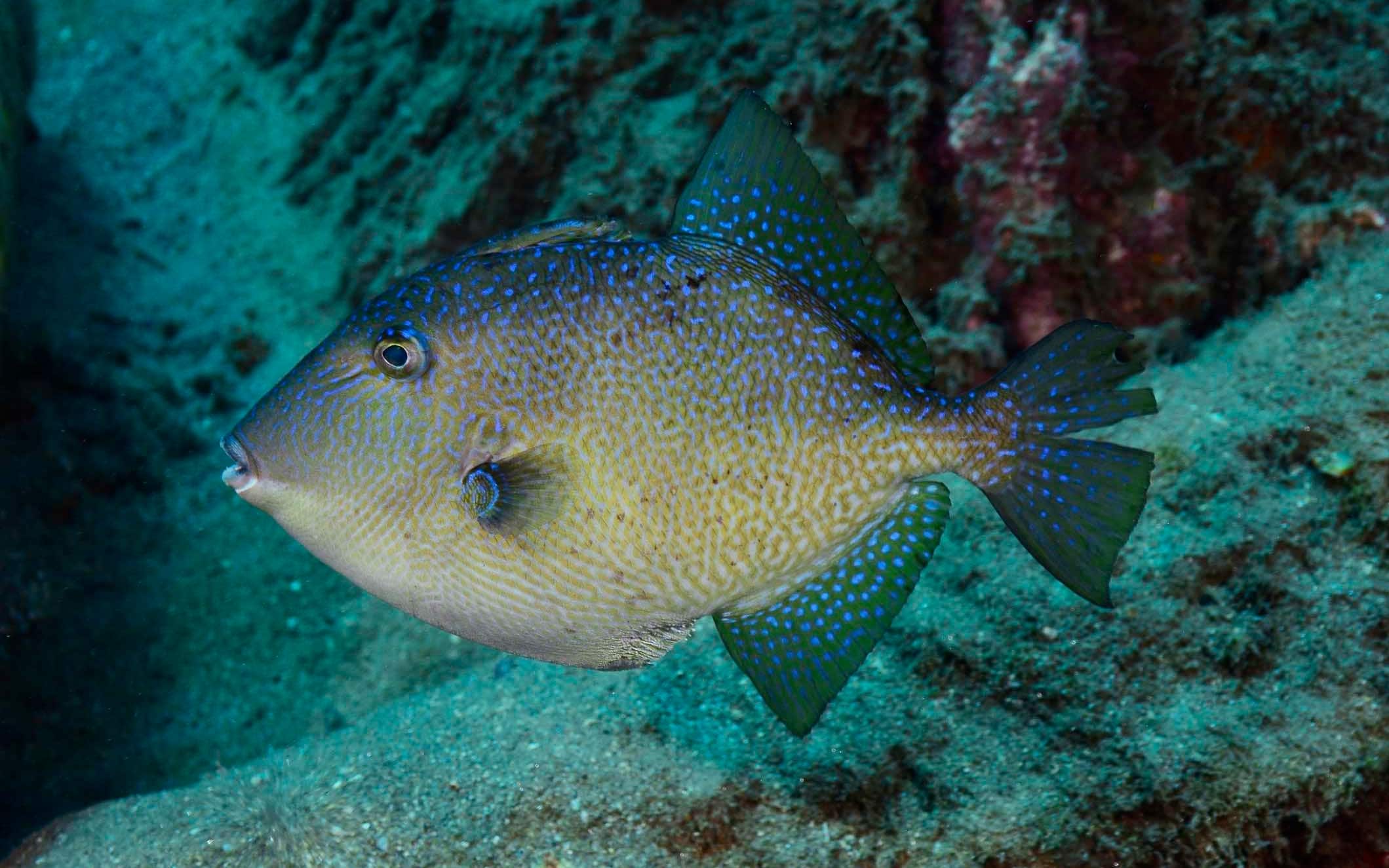 Gray Triggerfish,Balistes capriscus,in Chichiriviche de la Costa,Venezuela,Caribbean Sea.