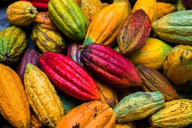 Fave di cacao in Colombia