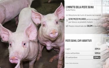 Peste suina: aumentano i capi abbattuti