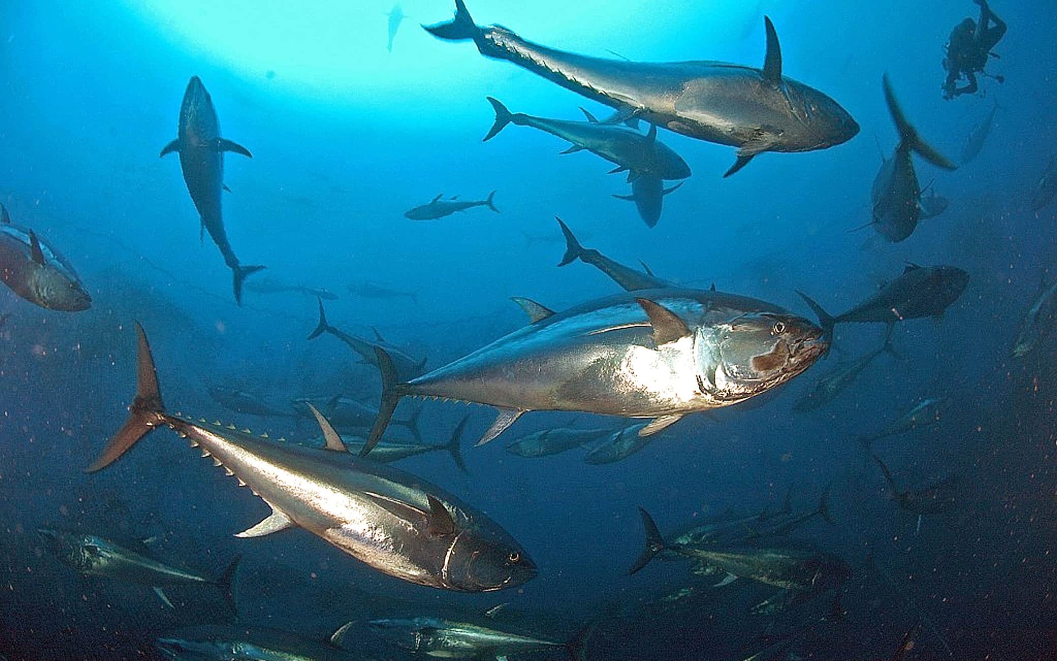 ESCA: TONNO ROSSO VERSO SCOMPARSA DAL MERCATO ITTICOIL WWF DENUNCIA, SPECIE DECIMATA IN MEDITERRANEO E ATLANTICOPHOTO3