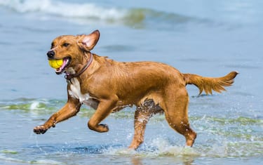 Un cane al mare