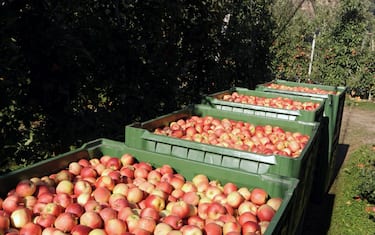 COLTIVAZIONE DI MELE A BOLZANO