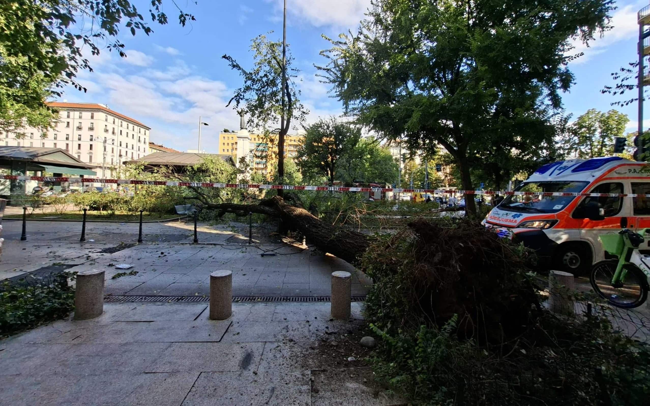 Il bagolaro caduto in piazza Risorgimento 