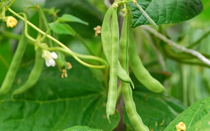 Pianta fagiolo, se attaccata da bruchi vengono richiamate vespe predatrici per difesa