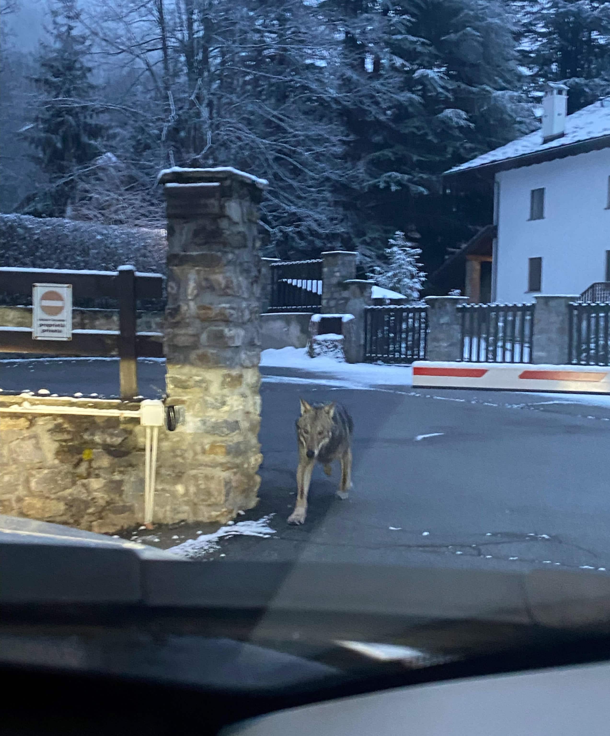 Alcuni lupi sono stati avvistati nel centro di Courmayeur, in una immagine scattata con lo smartphone da una residente in strada delle Volpi, 2 marzo 2023. ANSA/ PER GENTILE CONCESSIONE ANTONELLA BARBERIO ++HO - NO SALES EDITORIAL USE ONLY++NPK+
