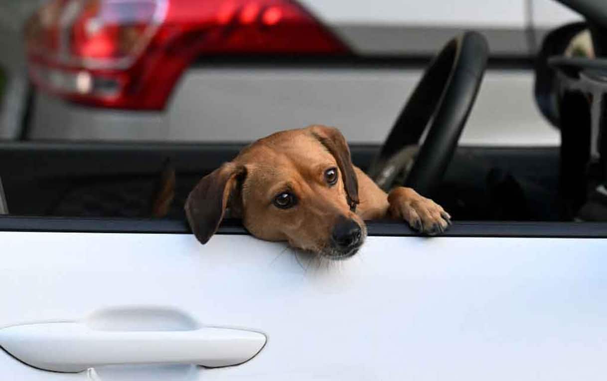 Cane lasciato in auto sotto il sole per un aperitivo, due turisti ...