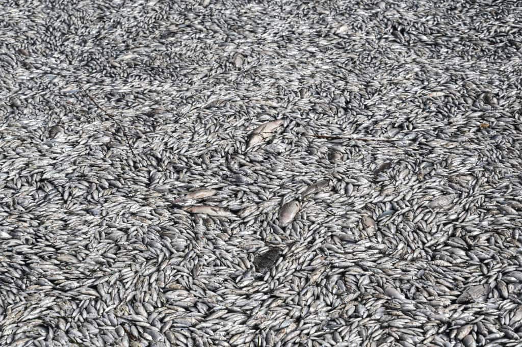Dead fish are seen floating in the waters of the port of Volos, central Greece, on August 28, 2024. Nearly a year after catastrophic floods in the Thessaly region of central Greece, tons of dead fish have been washed into the Gulf of Volos, about 170 km north of Athens. The dead fish, experts say, came from Lake Karla, which was drained in 1962 to combat malaria and grew three times its normal size after the floods. (Photo by Sakis MITROLIDIS / AFP) (Photo by SAKIS MITROLIDIS/AFP via Getty Images)