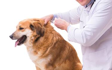 Veterinario