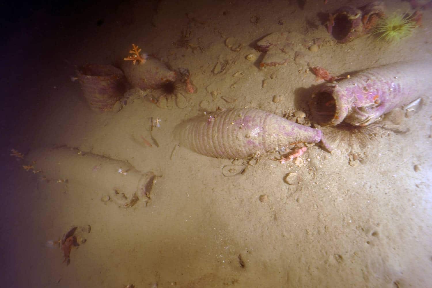 Anfore d'epoca romana al largo delle coste siracusane