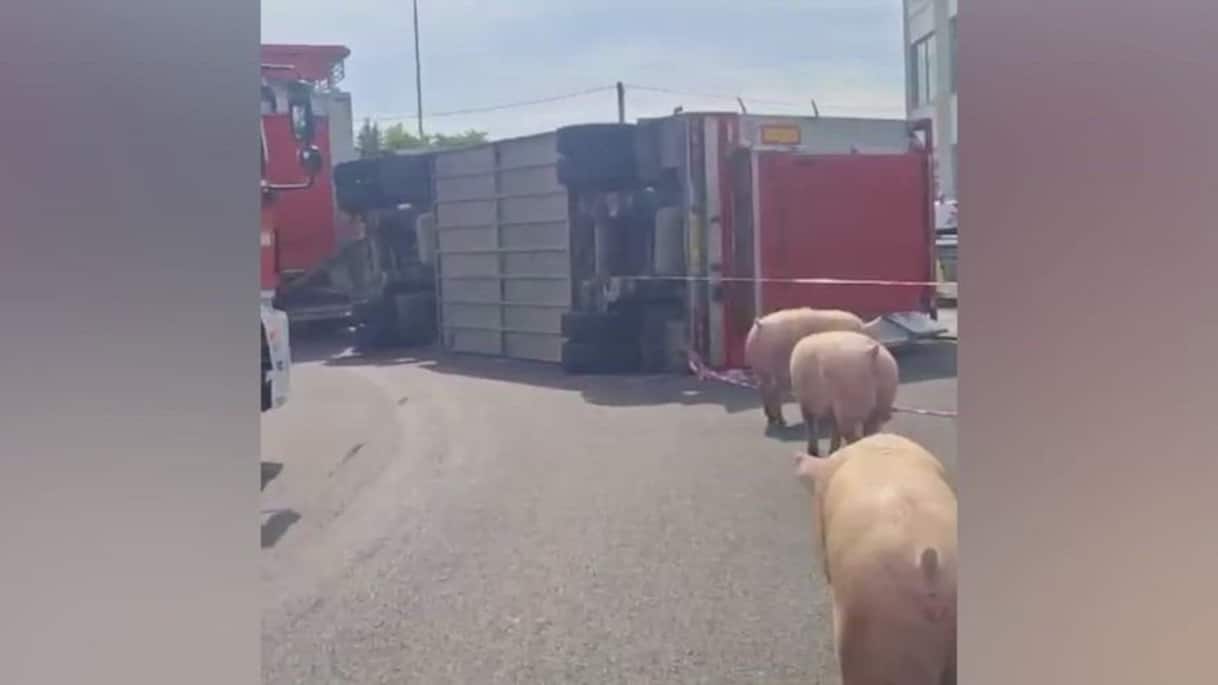 Reggio Emilia, camion si ribalta: maiali in strada