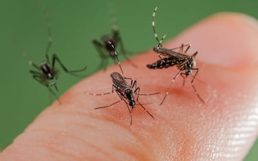 Female of the Asian Tiger Mosquito (Aedes albopictus) biting on human skin and bloodfeeding to generate a new egg batch. Invasive, potentially disease-carrying species around the world, photographed in Catalonia, Spain, where it is present since 2004.