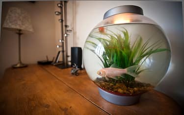 Acquario