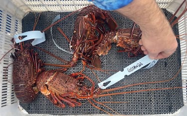 La pesca dell'aragosta di Lobster Shack