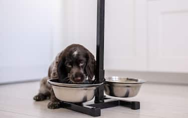 Un cane mentre beve dalla sua ciotola