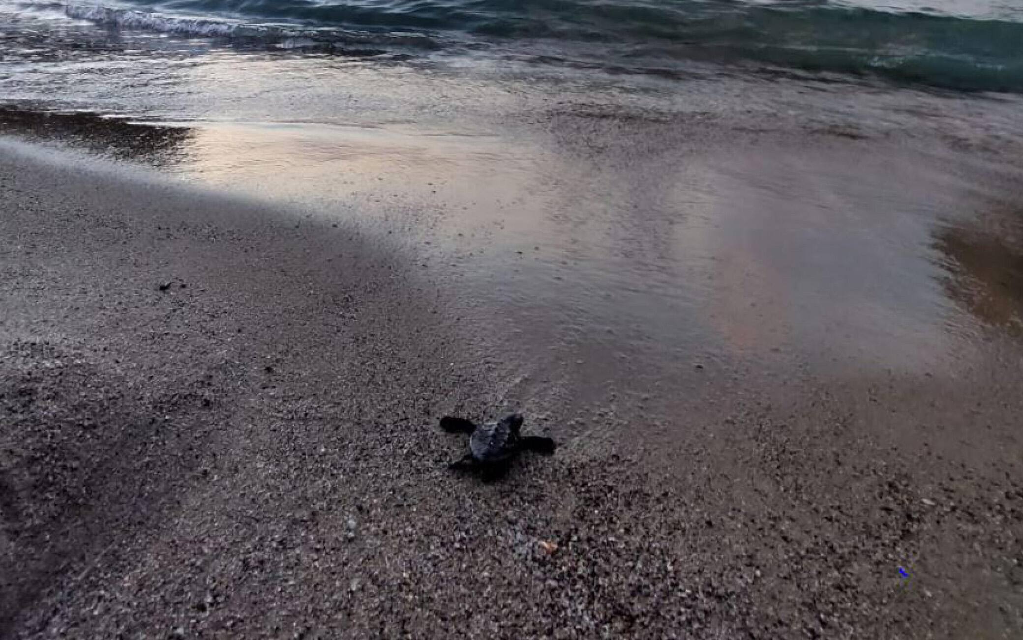 In una foto fornita da Regno di Net alcune della circa sessanta tartarughe caretta nate sulla spiaggia ischitana di San Montano, Ischia, 31 luglio 2022. Altre potrebbero nascerne ancora oggi dal nido in cui la madredovrebbe aver deposto le uova circa quaranta giorni fa.Nel pomeriggio di ieri sull'arenile della baia famosa per laspiaggia con l'acqua bassa i bagnanti si sono accorti che alcunetartarughine erano emerse dalla sabbia e cercavano la stradaverso il mare. ANSA  +++ HO NO SALES - DITORIAL USE ONLY +++ o +++ ANSA PROVIDES ACCESS TO THIS HANDOUT PHOTO TO BE USED SOLELY TO ILLUSTRATE NEWS REPORTING OR COMMENTARY ON THE FACTS OR EVENTS DEPICTED IN THIS IMAGE; NO ARCHIVING; NO LICENSING +++
