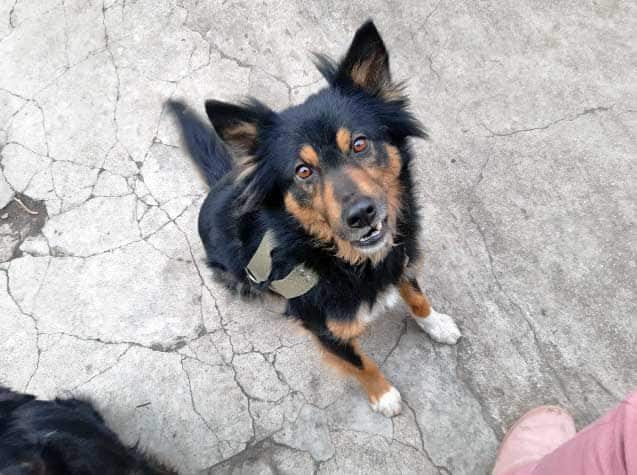 cane marta mariupol
