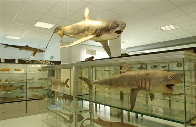 museo del mare