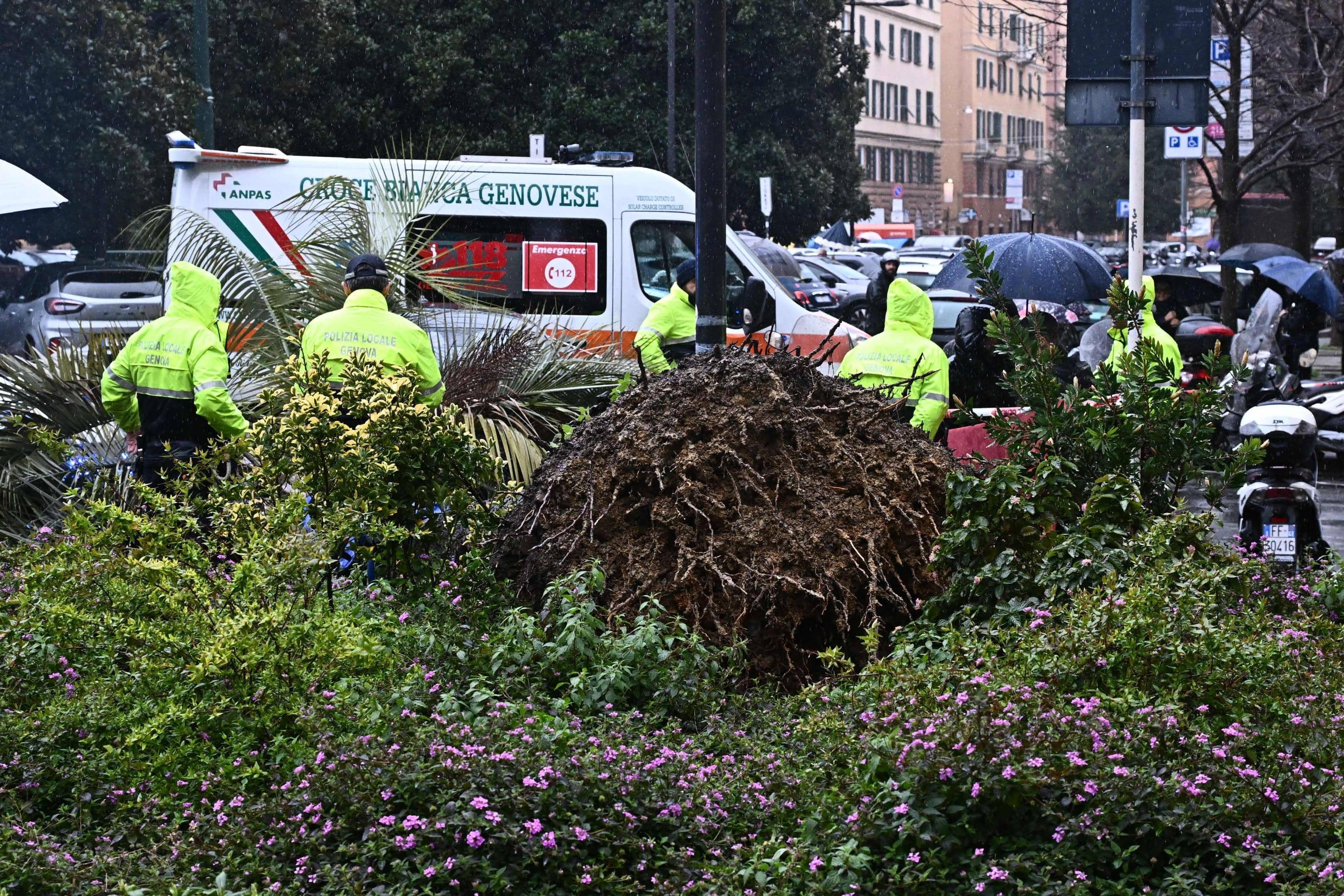 Una donna è morta dopo essere stata schiacciata da una palma crollata in piazza Paolo Da Novi, nel quartiere della Foce a Genova. Sul posto è intervenuta la Croce Bianca, insieme all'automedica inviata dal 118, e i vigili del fuoco. Sul posto presenti i carabinieri e la polizia locale, 12 marzo 2025.     ANSA / LUCA ZENNARO