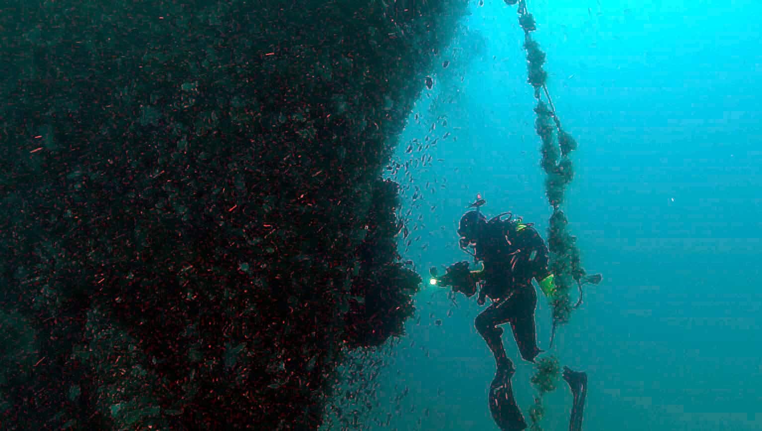 L'immersione di Macaluso per vedere il relitto del Kent