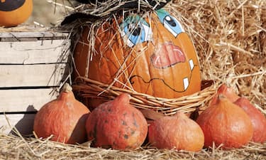 Tulipania a Terno d'Isola (BG)