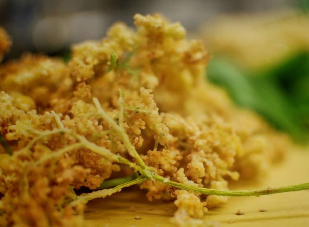 Fiore di Sambuco fritto (foto: Lorenzo Giulietti)